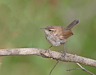 Bewick's Wren