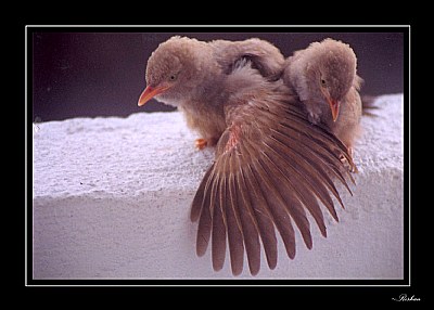 Under the wing..!