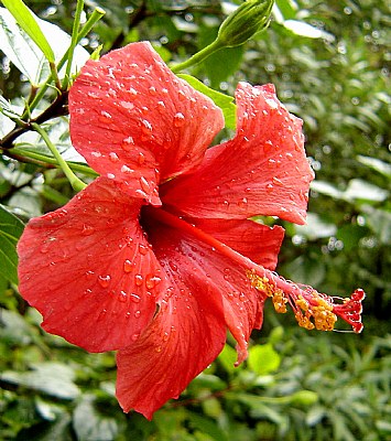 Droplets & Hibiscus