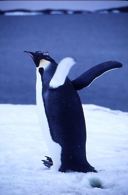 'To Fly or Not to Fly?'