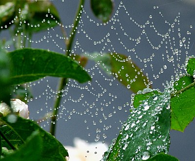 Garden Wide Web...gwb.spider.home