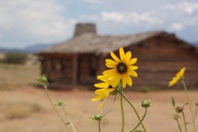 Yellow Flower & Cabin