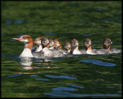 Brood