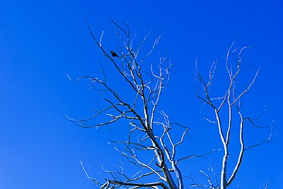 Bird in a Steel Tree