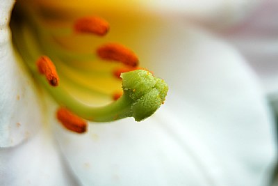 lilium