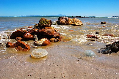 Jelly Fish