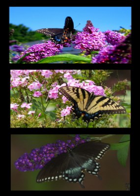 Swallowtail Triptych