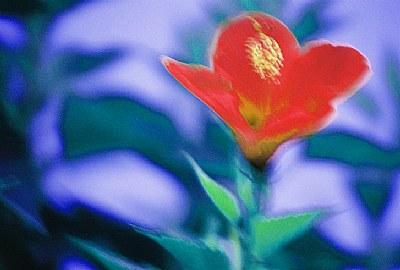 Flower in saturation