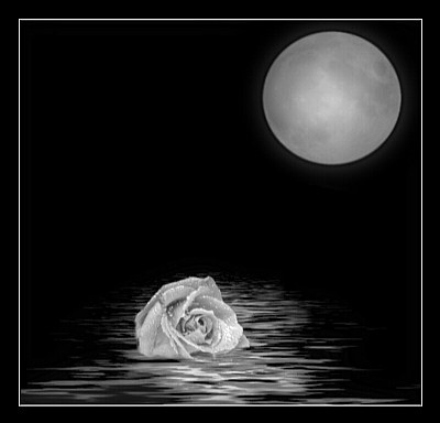 'The Lost Rose'