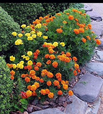 Marigolds