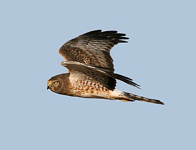 Northern Harrier