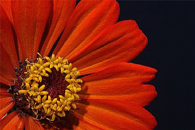 zinnia 