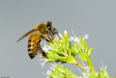 Bee on Oregano