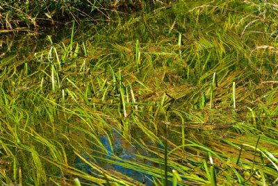 Grass & Reflections