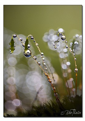 Pearls of Nature