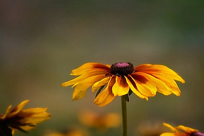 Yellow Flower