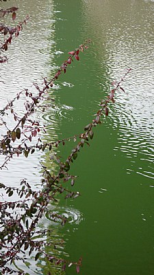 The shadow of a bridge in Mellat park