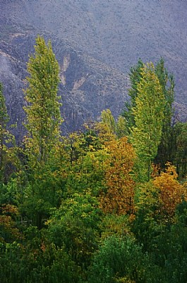 guz (fall)