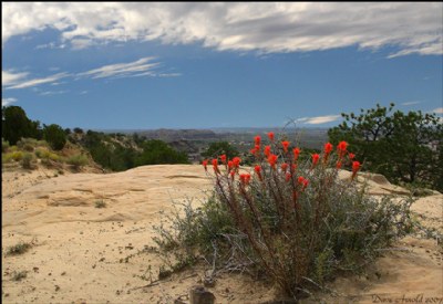 Navajo Vista