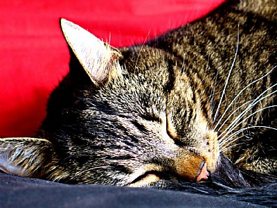 Aramis - our little tiger