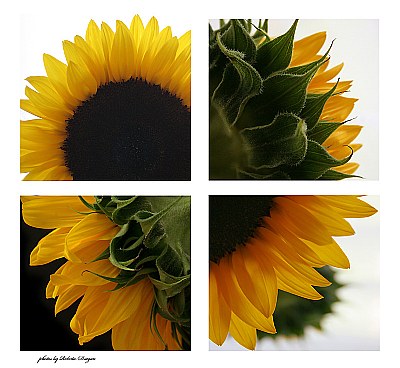 Organic - Sunflower 
