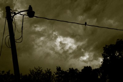On a Wire in Stormy Weather