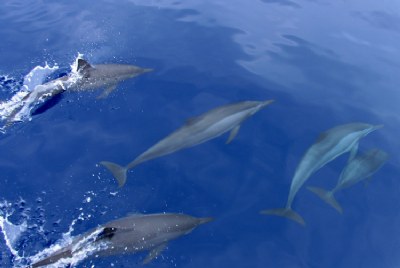 Dolphins Passing By