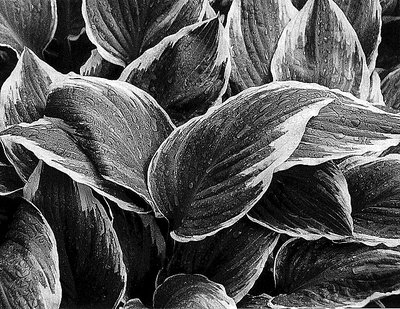 Hosta