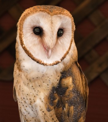 Owly Owl