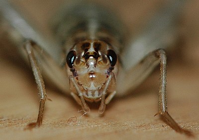 Face of a grasshopper