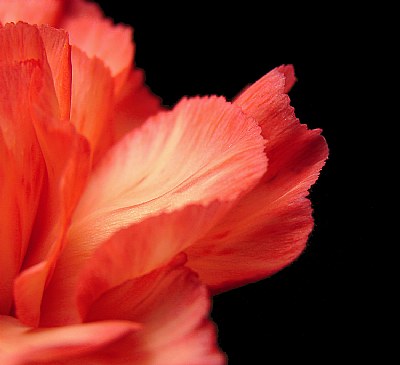 Carnation Magnification