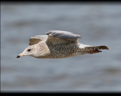 Young Gull