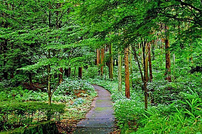 Path into the grove