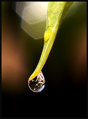 Dew drop