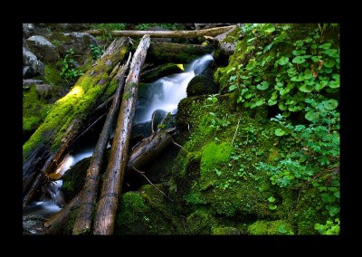 forest stream