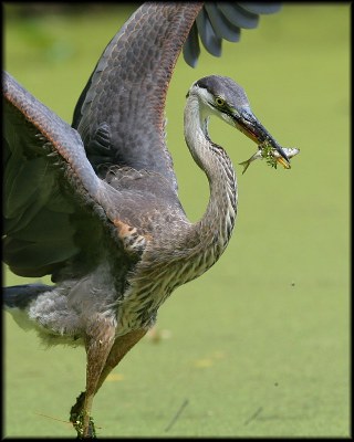 Angler