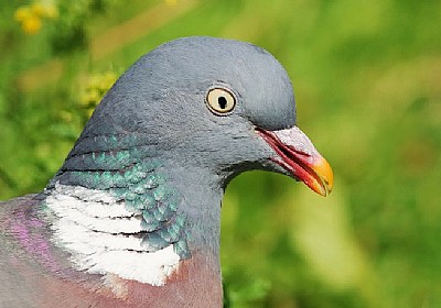 Pigeon