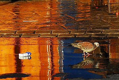 The Rock Pigeon The Straw The Cigarette Box The Reflection 