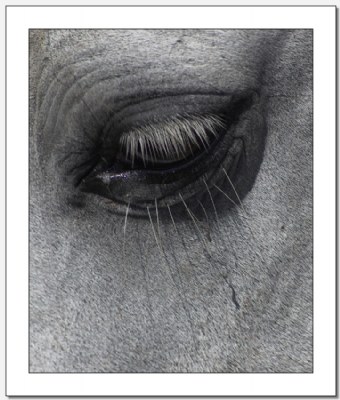 When a horse cries...