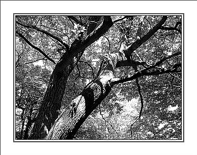 Tree portrait (0757)