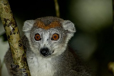 nother Lemur