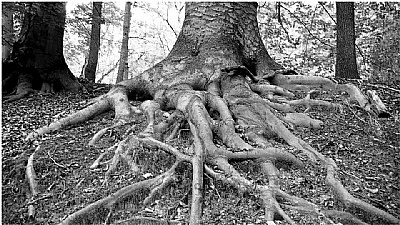 the root tree