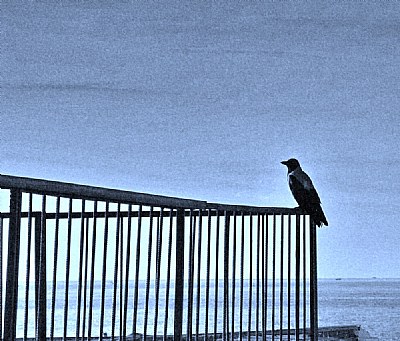 Bird contemplation