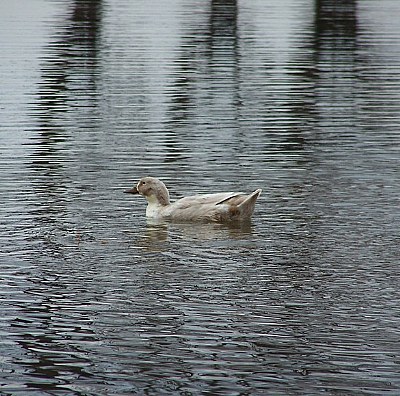 duck in peace