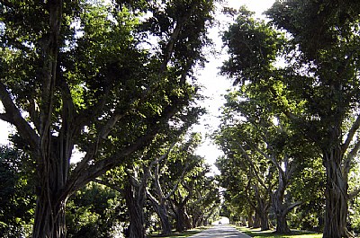 Road & Trees