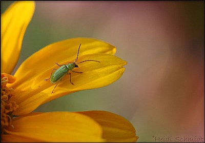 A lonely bug.