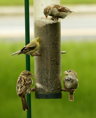 MORE FINCHES