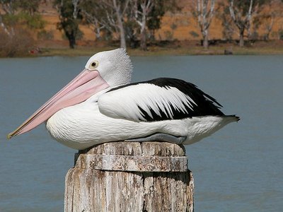 Pelican on Murray