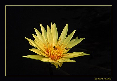 Waterlily with Bees (d1498)