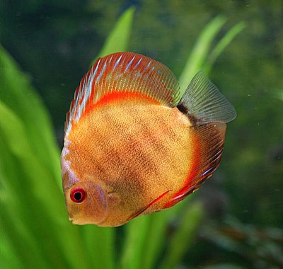 Discus Ghost
